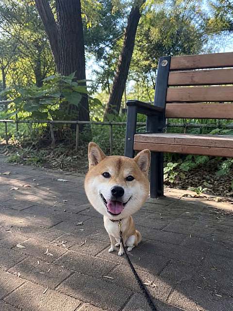 Big head | Cute Pet
